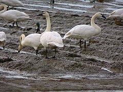 Cygnes trompette