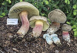 Boletus roseipes