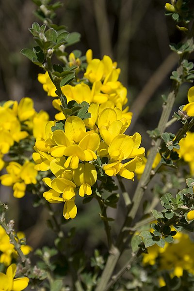 File:French Broom2.jpg