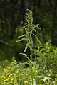 Rumex longifolius