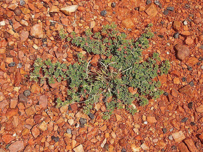 File:Indigofera linnaei habit top.jpg