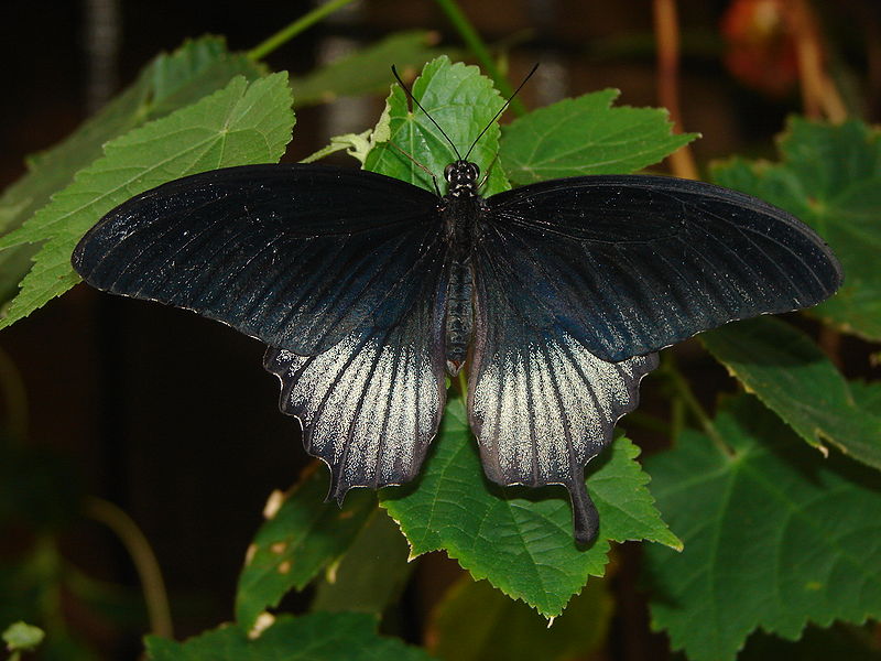 File:London Zoo 01074.jpg