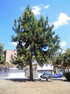 Pinus caribaea dans un lostissement au Venezuela.