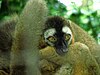 A Red-fronted Lemur