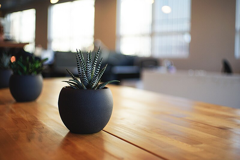 File:Succulent office plants (Unsplash).jpg