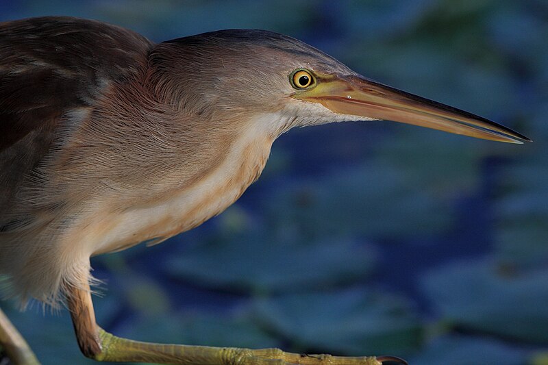 File:Yellow Bittern at Hyoko 2.JPG