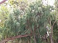 Foliage。In Lijiang of Yunnan province, China.