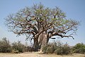 Baobab im Bwabwata-Nationalpark