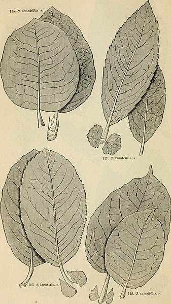 File:Arboretum et fruticetum britannicum; or, The trees and shrubs of Britain, native and foreign, hardy and half-hardy, pictorially and botanically delineated, and scientifically and popularly described; (19563096478).jpg