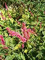 Habitus and Inflorescences