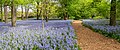 Image 67Bluebells in the Brooklyn Botanic Garden