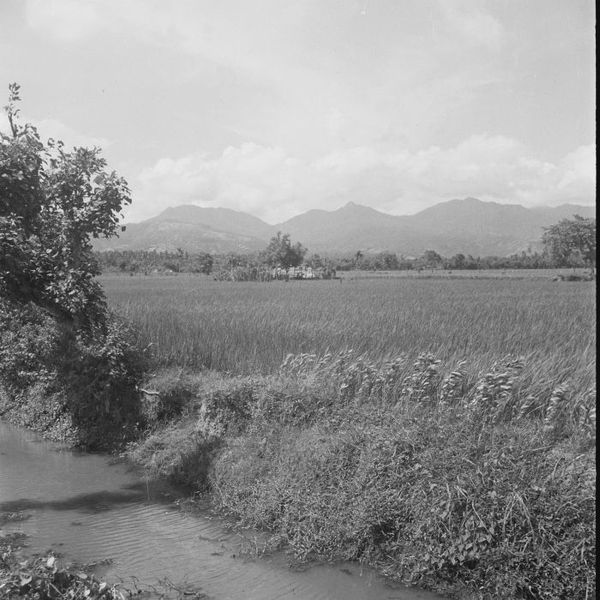 File:COLLECTIE TROPENMUSEUM Beek rijstvelden en bergen TMnr 10028561.jpg