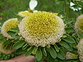 Fleur de la variété 'Hulk'.