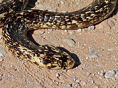 Cape Cobra (Naja nivea) found dead on the road (6883776978).jpg