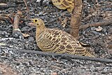 Four-banded sandgrouse