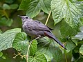 Image 111Gray catbird in Prospect Park