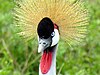 Grey Crowned Crane, national Bird of Tanzania