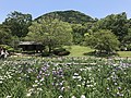 宮地嶽神社江戸菖蒲苑