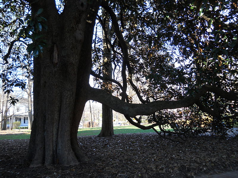 File:Lucy Cobb Instutute campus magnolia tree.jpg