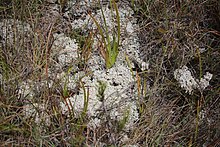 Patch of white, coral-like lichen amid grass and dark vegetation.