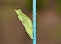 * Nomination Pupa of Papilio demoleus Linnaeus, 1758 - Lime Swallowtail --Sandipoutsider 10:06, 5 November 2024 (UTC) * Decline  Oppose Unsharp. --ReneeWrites 10:19, 5 November 2024 (UTC)