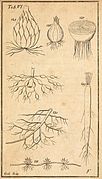 Philosophia botanica BHL6653026.jpg