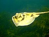 Banded stingaree