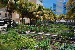 South Beach community garden, Miami, Florida, 2009