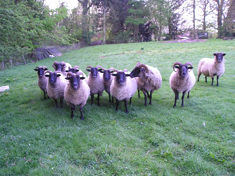 File:Norfolk sheep - geograph.org.uk - 2363168.jpg