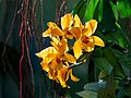 Image 3Cattlianthe Gold Digger ‘Orglade's Mandarin’ orchid