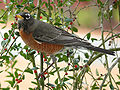 Turdus migratorius (cat.)