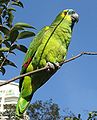 From the feral population in São Paulo, Brazil