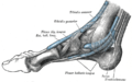 Tibialis anterior and posterior (centre top), the primary muscles involved in inversion