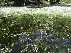 Fleurs blanches aquatiques, photographiée dans un lac du Capcir (France).