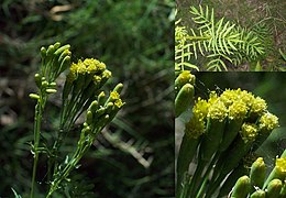 Tagetes minuta poster Uruguay.jpg