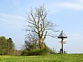 Triftbuche im Feld bei Renda