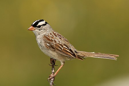 White-crowned sparrow, by Wwcsig