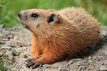 Groundhog