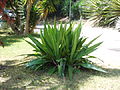 An agave located in the middle of a garden. The plant has long, straight leaves.