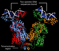 Theoretical Model of DNA-bound Tetrameric LacI