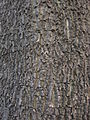 Close-up of bark in Hong Kong