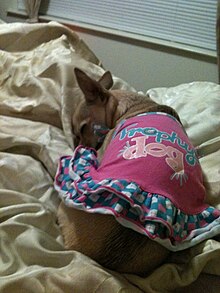 This is a chihuahua sleeping on a bed in a dress that says Trophy Dog