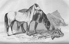 Gravure de chevaux en noir et blanc.