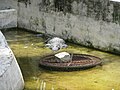 Crocodiles at Bannerghatta National Park