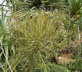 Euphorbia arbuscula