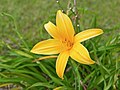 Hemerocallis lilioasphodelus, supposedly