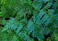 Selaginella willdenowiiSelaginella willdenowii a un feuillage qui prend des iridescences bleu électrique.