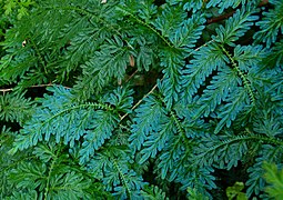 Selaginella willdenowii (en) a un feuillage qui prend des iridescences bleu électrique.