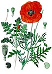 Papaver rhoeas — Мак самосейка