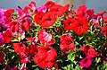 * Nomination: Red petunias at Bolshoy Kamenny Bridge, Moscow --Юрий Д.К. 19:39, 12 August 2024 (UTC) * * Review needed